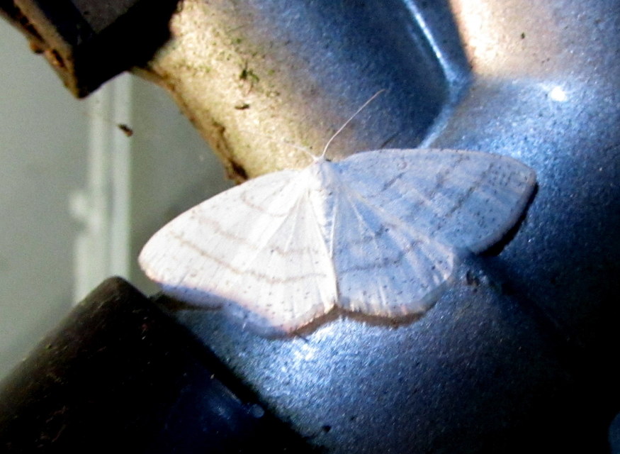 fehér égeraraszoló - Cabera pusaria