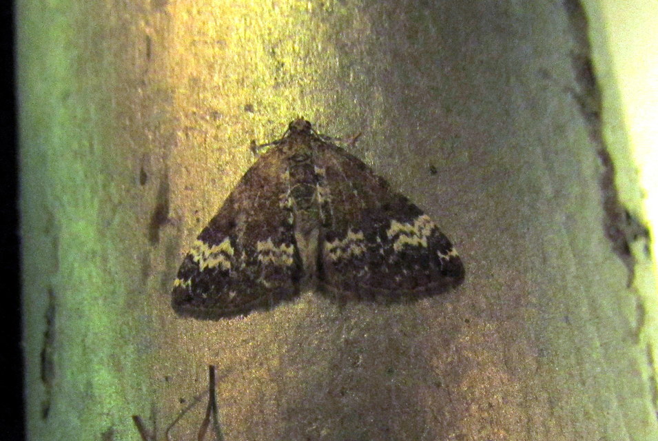 Perizoma alchemillata - árvacsalán-araszoló