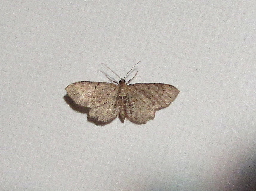 csipkés törpearaszoló - Anticollix sparsata