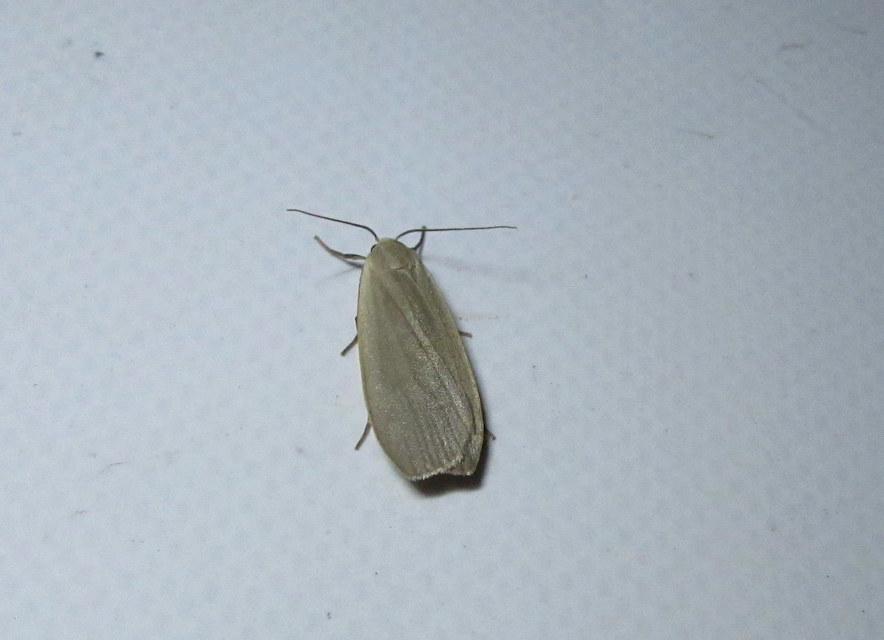 szürke zuzmószövő - Eilema griseola