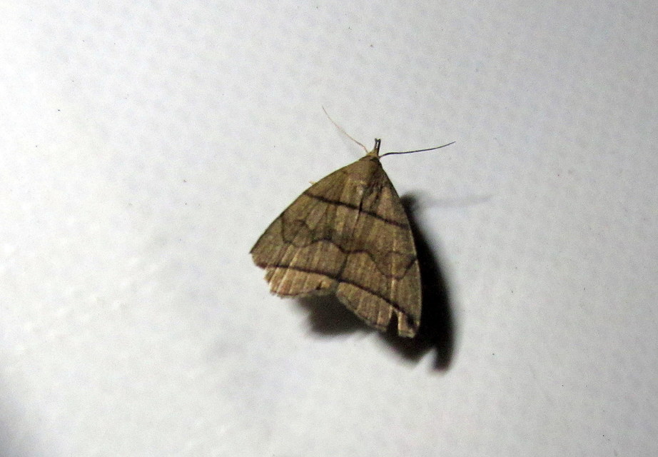 Herminia grisealis - ligeti karcsúbagoly