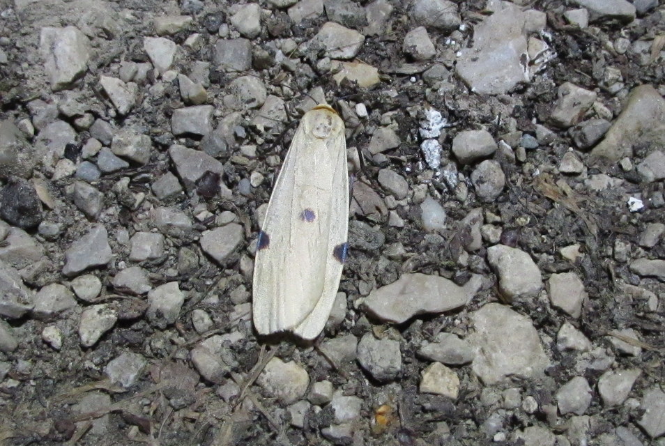 négypettyes zuzmószövő - Lithosia quadra