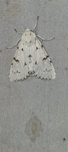 Acronicta leporina - fehér szigonyosbagoly