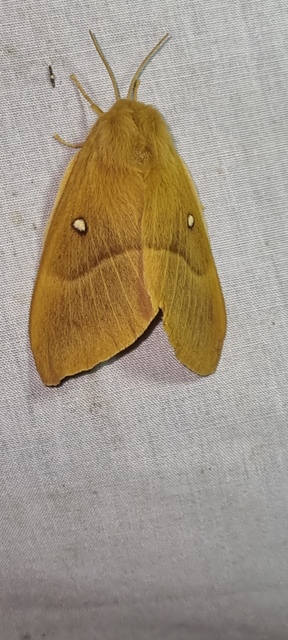 Lasiocampa quercus - tölgyfaszövő