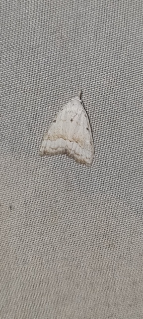 barnacsíkos pamacsosszövő - Nola aerugula