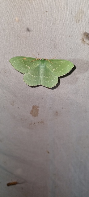 Geometra papilionaria - nagy zöldaraszoló