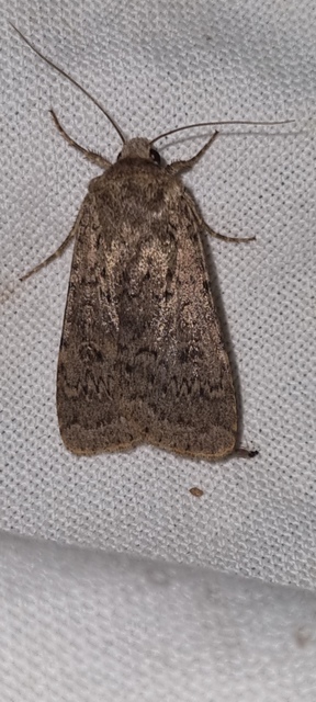 hamvas földibagoly - Rhyacia simulans