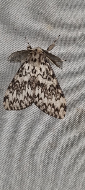 Lymantria monacha - apácalepke