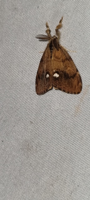 rozsdabarna kisszövő - Orgyia antiqua