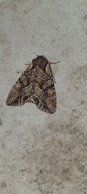 borbolya-kertibagoly - Lacanobia thalassina