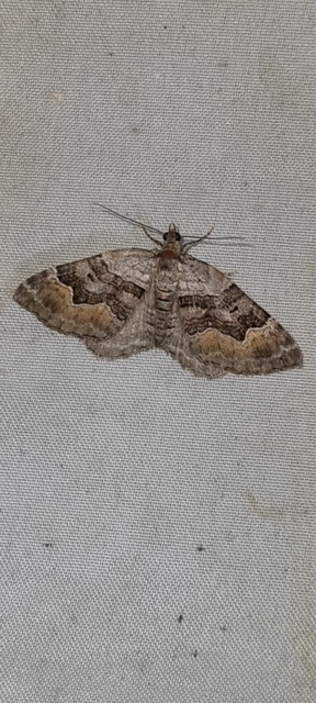 négysávos tarkaaraszoló - Xanthorhoe quadrifasiata