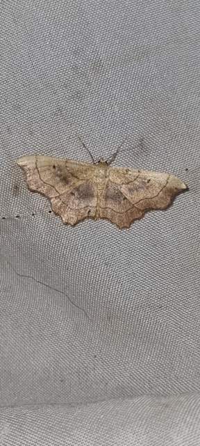 csipkés sávosaraszoló - Idaea emarginata