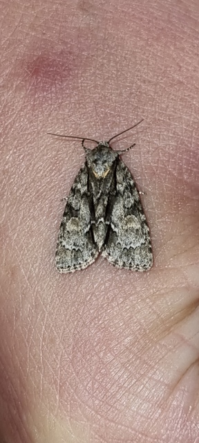 Acronicta strigosa - kis szigonyosbagoly