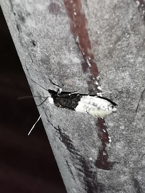 Trichophaga