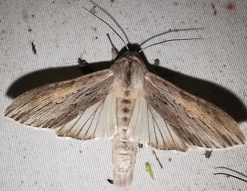 közönséges csuklyásbagoly - Cucullia umbratica