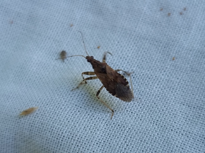 Himacerus