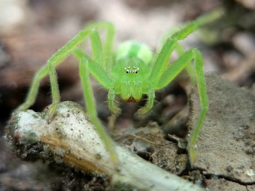 Micrommata virescens - hunyópók