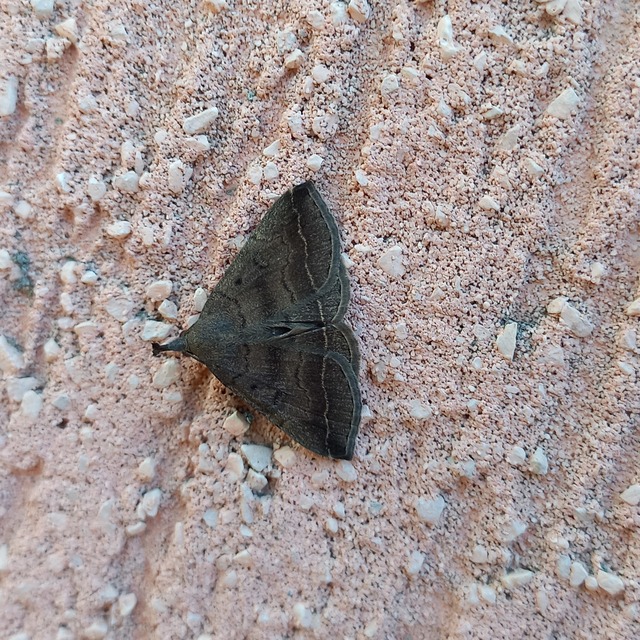 Pechipogo plumigeralis - tollascsápú karcsúbagoly