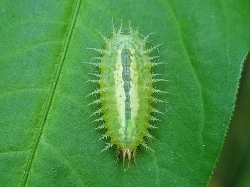 Cassida Cassida