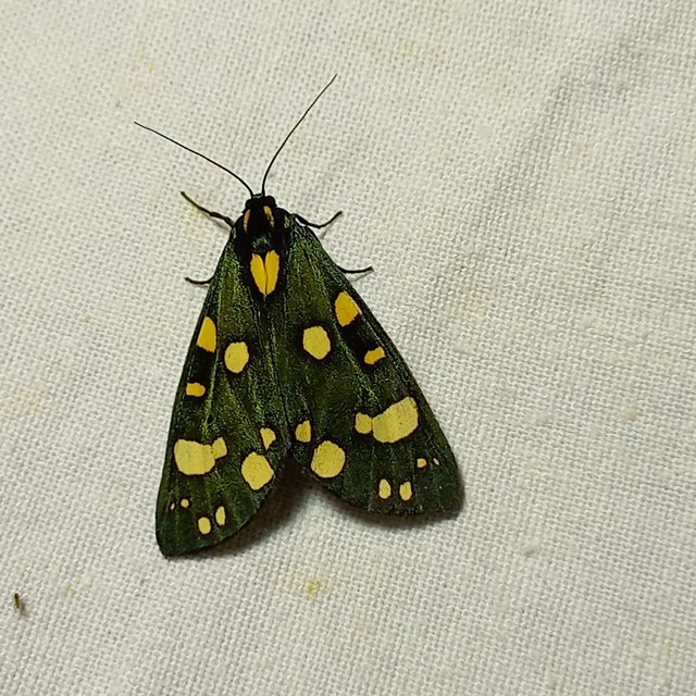 Callimorpha dominula - fémes medvelepke