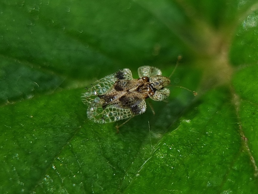 Corythucha arcuata - tölgy-csipkéspoloska