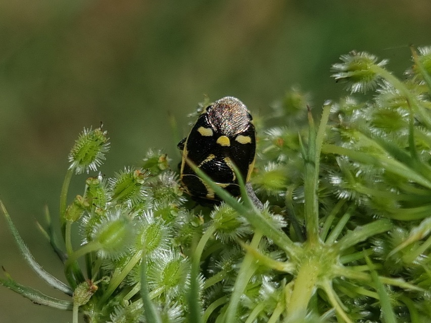 Eurydema oleracea - paréjpoloska Eurydema oleracea - paréjpoloska