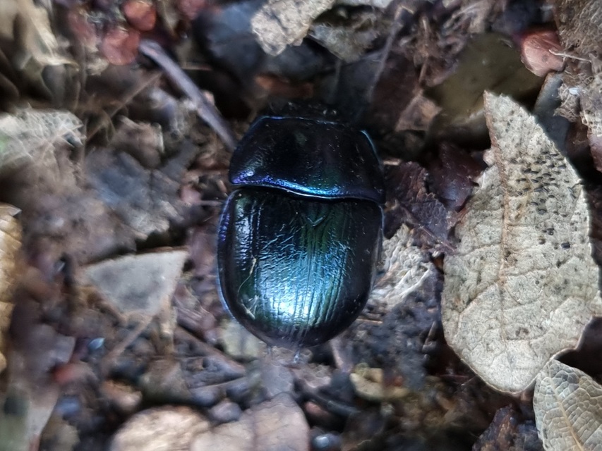 Anoplotrupes stercorosus - erdei álganéjtúró