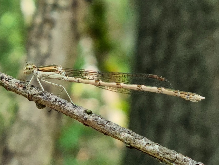 Sympecma fusca - téli rablószitakötő