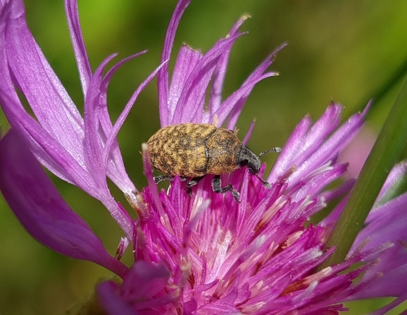 Larinus obtusus - imola-púderbarkó
