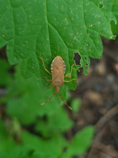 Gonocerus acuteangulatus - aranypetés karimáspoloska