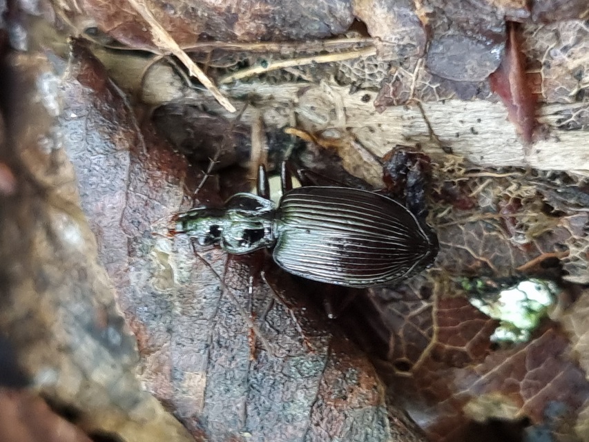 Limodromus assimilis - vöröslábú kisfutó