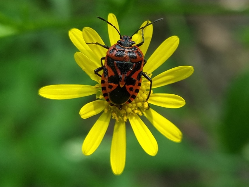 Eurydema ventralis - káposztapoloska