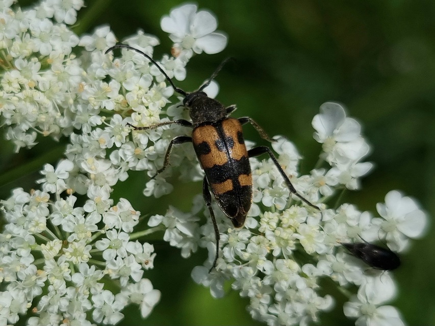 Pachytodes erraticus - rajzos virágcincér