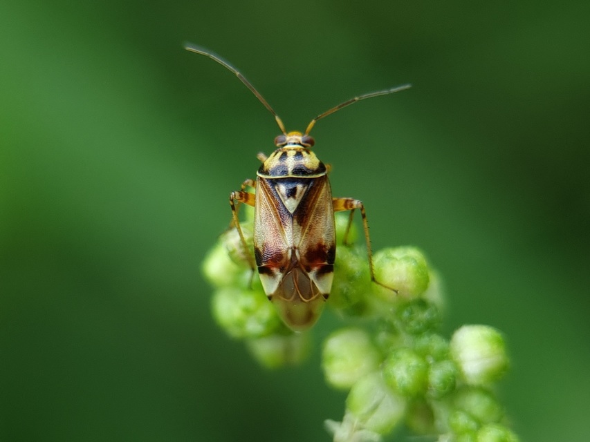 Lygus pratensis - változó mezeipoloska