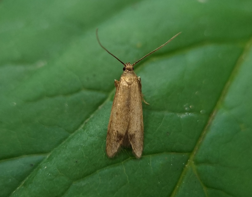 Hypatopa inunctella - barna avarevőmoly