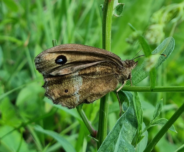 Minois dryas - fekete szemeslepke