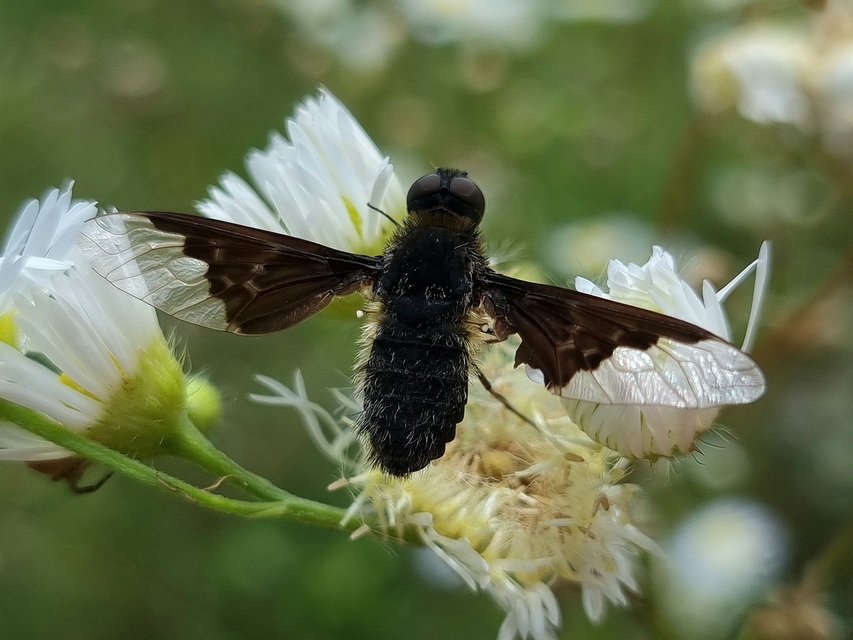 Hemipenthes morio - közönséges gyászlégy