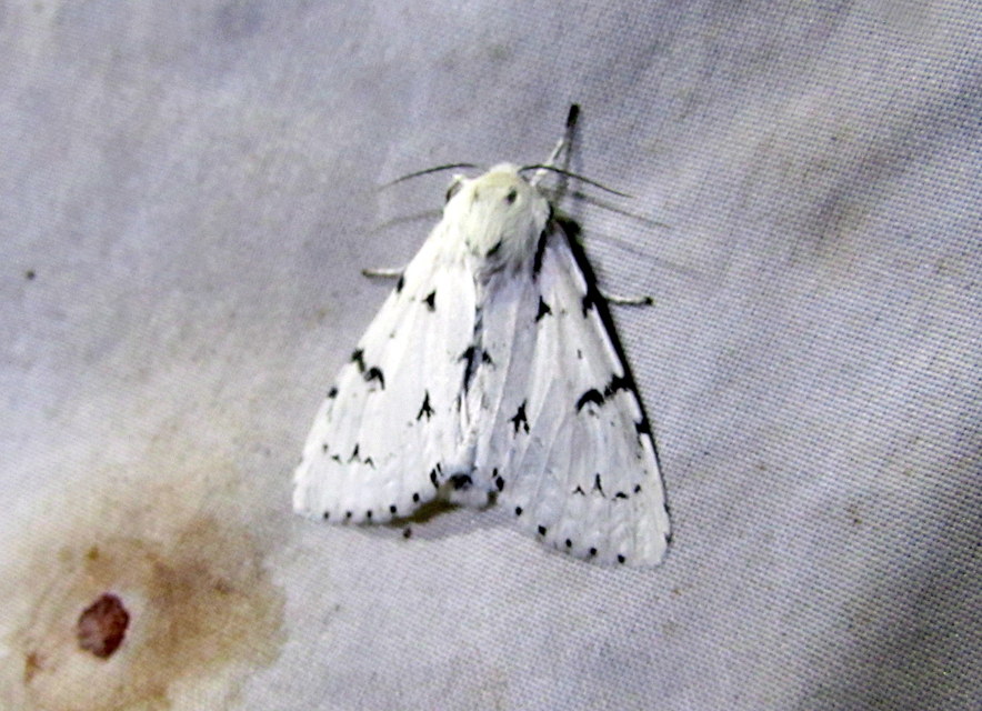Acronicta leporina - fehér szigonyosbagoly