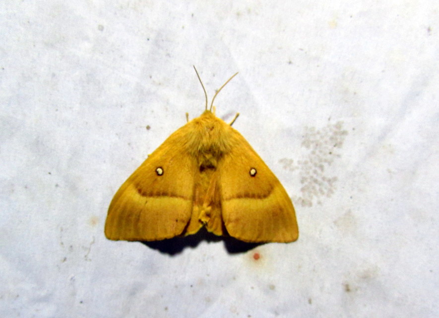 Lasiocampa quercus - tölgyfaszövő