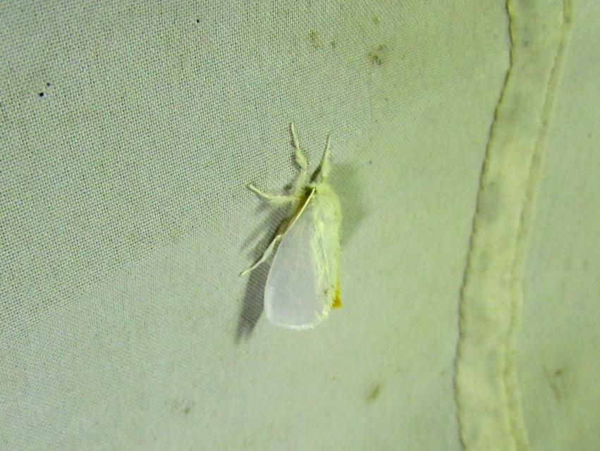 sárgafarú szövő - Sphrageidus similis