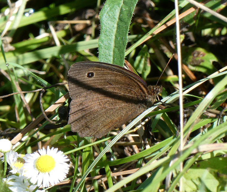 Minois dryas - fekete szemeslepke