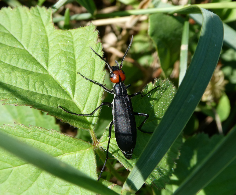 Epicauta rufidorsum - hollóbogár