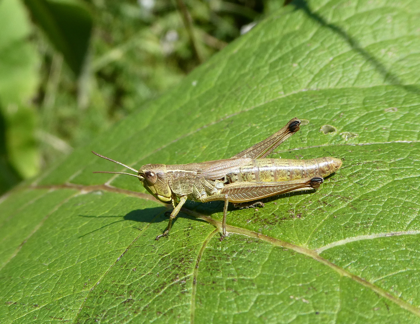 Pseudochorthippus parallelus - közönséges rétisáska