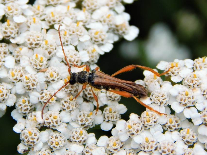Stenopterus flavicornis - sárgacsápú keskenyfedőscincér
