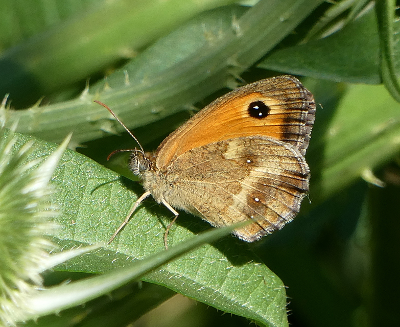 Pyronia tithonus - kis ökörszemlepke