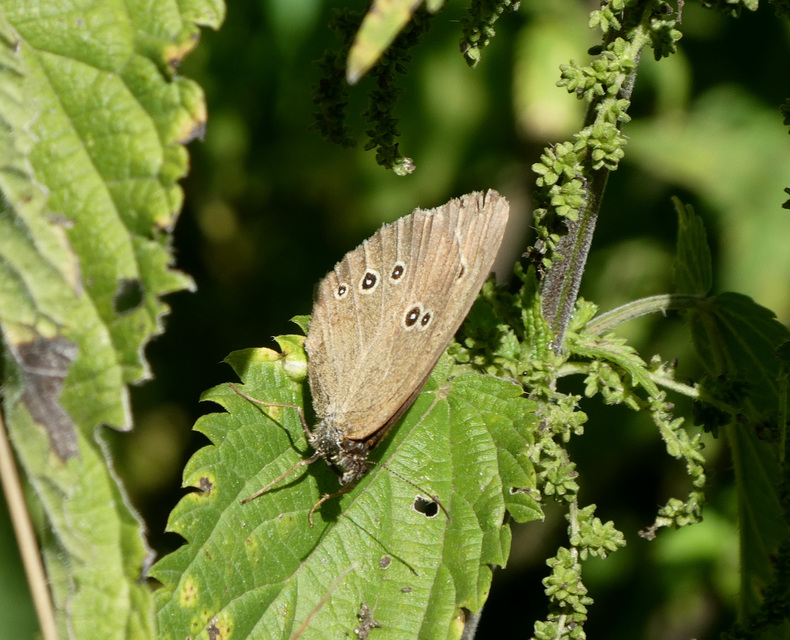 Aphantopus hyperanthus - közönséges ökörszemlepke