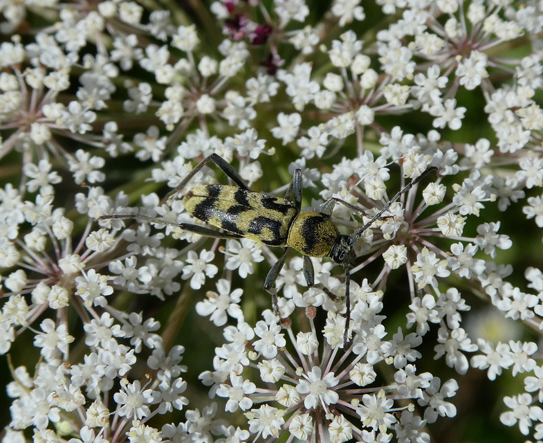 Chlorophorus varius - díszes darázscincér