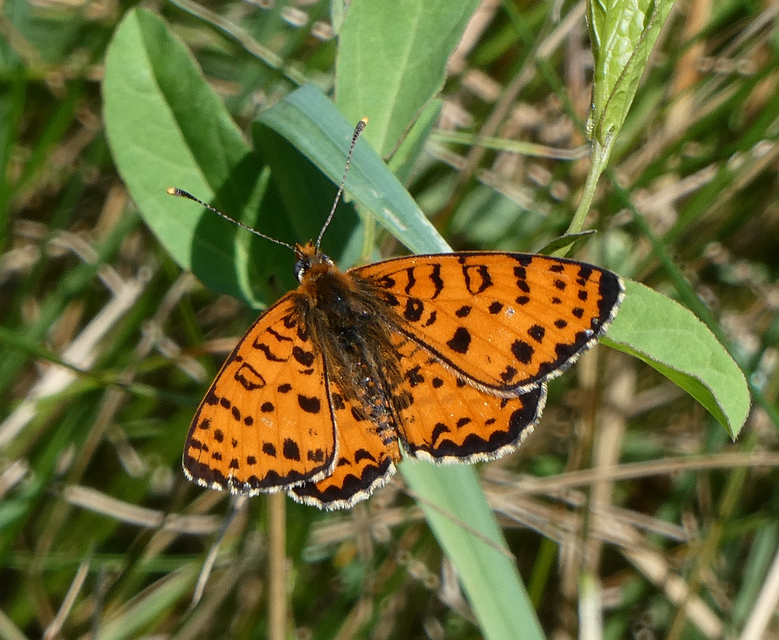 Melitaea didyma - tüzes tarkalepke