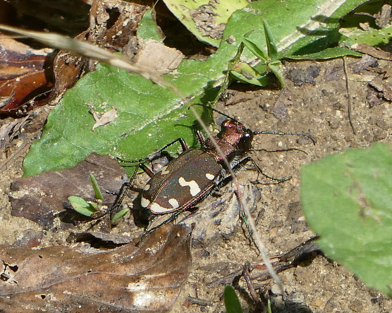Cicindela sylvicola - erdei homokfutrinka