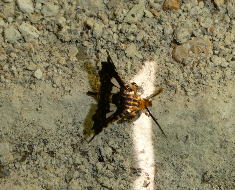 gyakori ablakosmoly - Thyris fenestrella